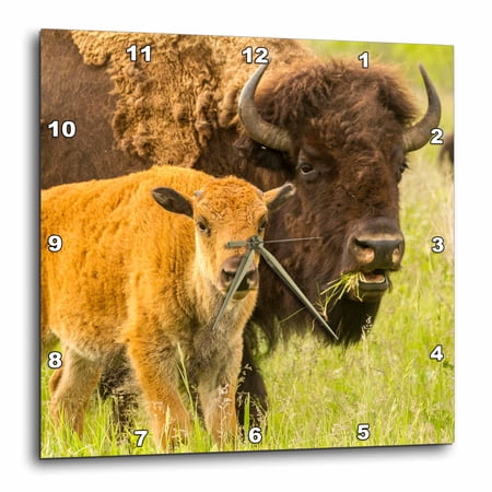 3drose, South Dakota, Custer State Park. Bison Parent and Calf in Meadow., 10x10 Wall Clock