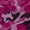 Pink, variant on Green Camo Insect Shield Scarf