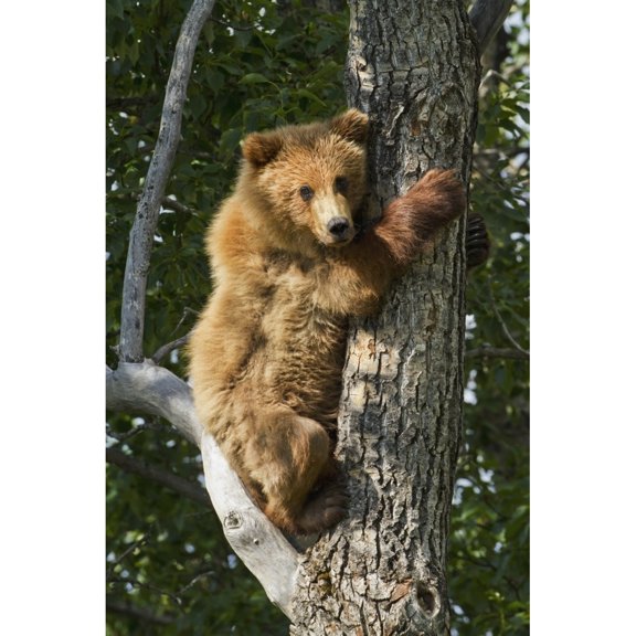 Posterazzi DPI12300650 Brown Bear Yearling Cub Climbing Down from Balsam Poplar Tree in Summer Katmai National Park & Preserve Southwest Al 1 Poster Print by Gary Schultz, 12 x 19