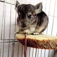thumbnail image 4 of Flmtop 100/200g Pet Hamster Squirrel Rabbit Chew Stick Tree Branch Molar Toy Wood Color, 4 of 9