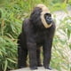 thumbnail image 3 of Artificial de Las Estatuas Al Animales Del Chimpancé de La , Paisaje Decorativo, 3 of 9