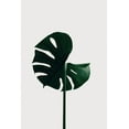 thumbnail image 2 of Artographie Studio 11x14 Black Ornate Wood Framed with Double Matting Museum Art Print Titled - Monstera Natural 06, 2 of 4