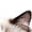 white 60*40*27CM, variant on Odor Resistant High Walls - Extra Large Stainless Steel Cat Litter Box with Lid for Big Cats - High Sided, Leak-Proof, Easy Clean, Enclosed, Non-Stick Tray - 60x40x27cm, White