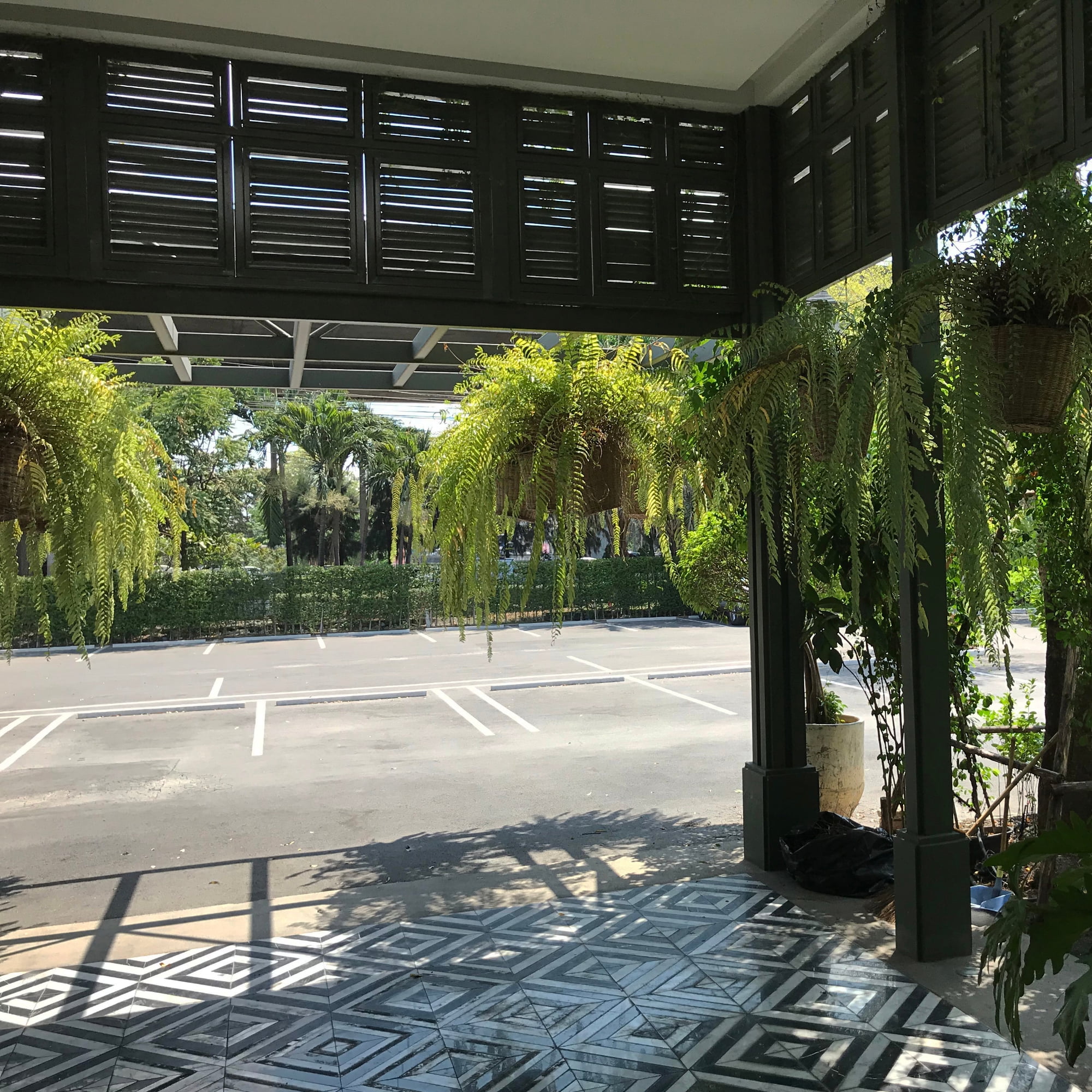 Live Boston Fern Tropical Plant 20-24 in Wide in 10in Hanging Basket by United Nursery