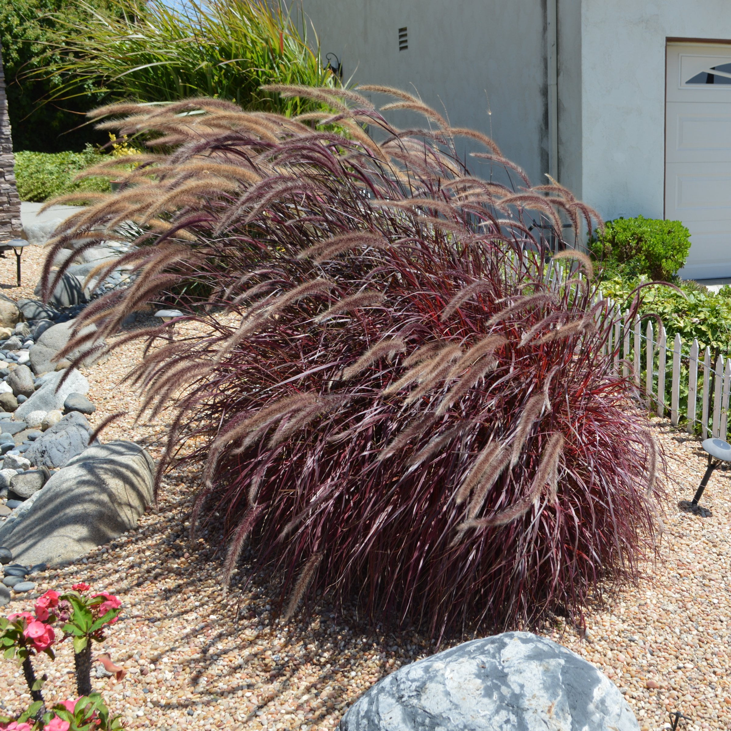 National Plant Network 4 in. Purple Fountain Live Ornamental Grass (3-Pack)