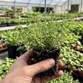 thumbnail image 3 of 3 English Thyme Plants Live - 3 to 6 Inch Culinary Thyme Herb Plants, Fragrant Herb, Well Rooted in Soil No Pot, 3 of 6