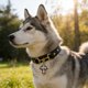 thumbnail image 5 of Collar ajustable para perros y gatos con moño, nailon suave, hebilla de liberación de seguridad, para perros y gatos pequeños, medianos y grandes, accesorio de moda para mascotas., 5 of 7