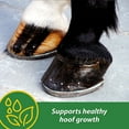 thumbnail image 5 of Farnam H B 15 Hoof Supplement 3lb, 5 of 9