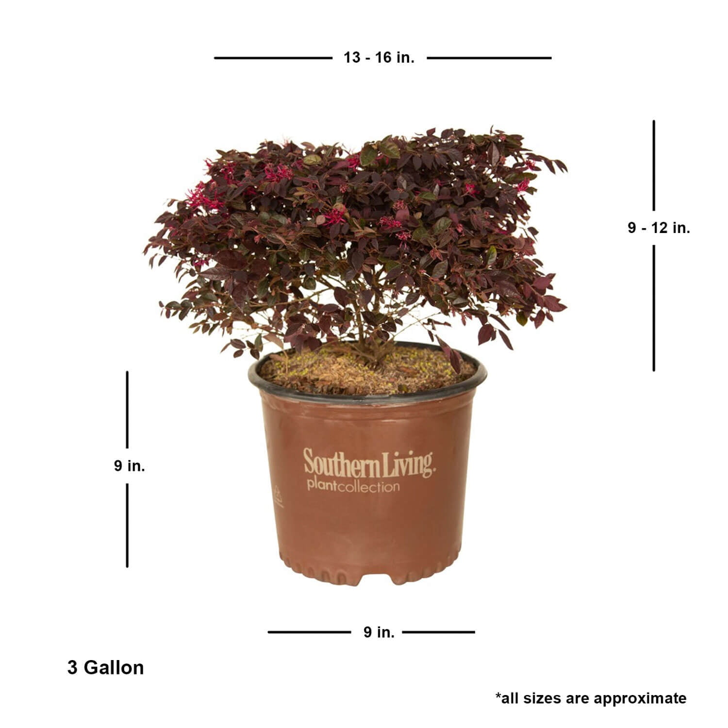 Southern Living Purple Daydream Dwarf Loropetalum Live Shrub in 3-Gallon Grower Pot