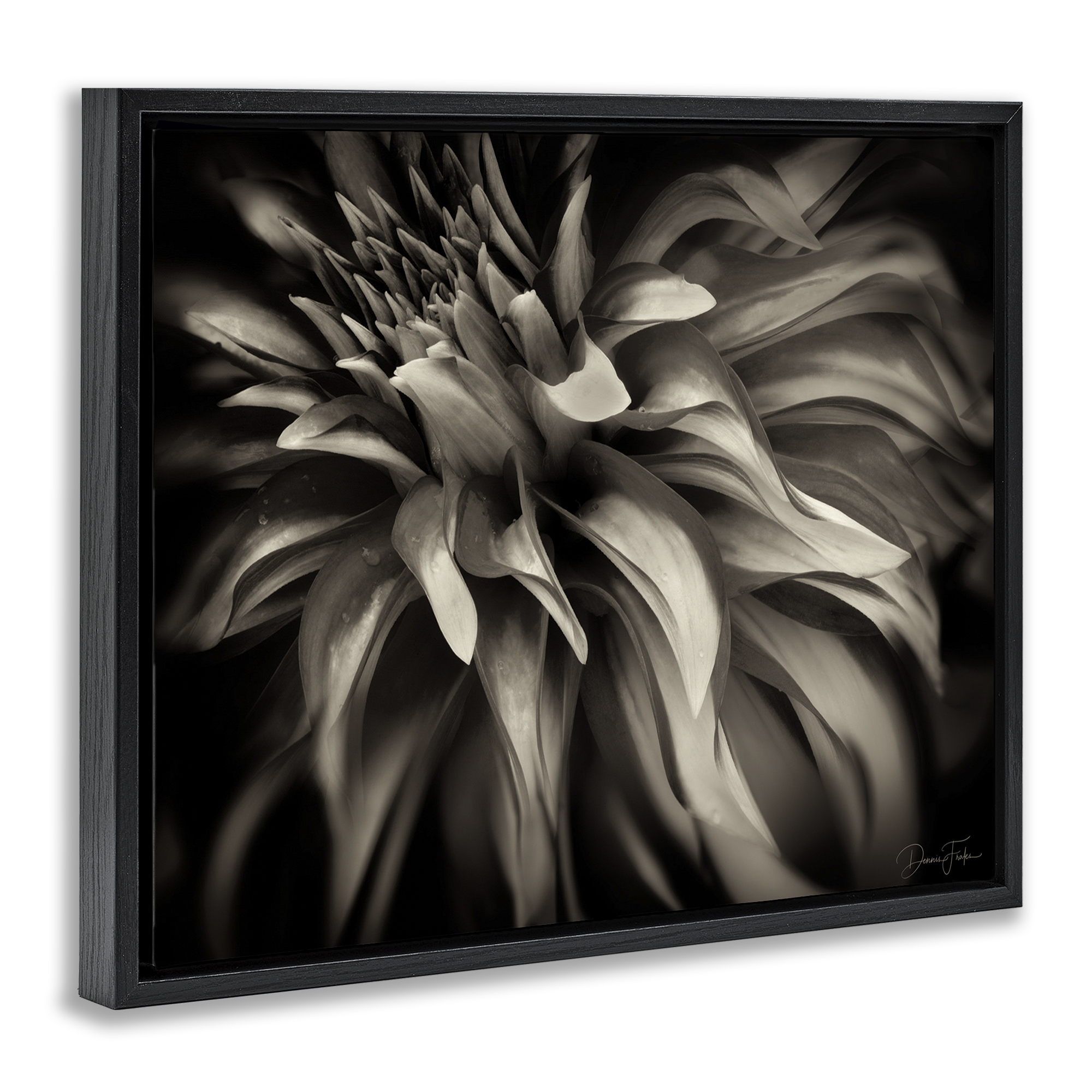 Stupell Industries Dark Curling Chrysanthemum Botanical & Floral Photography Black Floater Framed Art Print Wall Art, 21 x 17