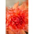thumbnail image 2 of Coral Dahlia Poster Print by Karyn Millet, 2 of 2