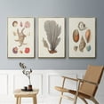 thumbnail image 5 of Knorr Shells & Coral I - Framed Premium Gallery Wrapped Canvas L Frame 3 Piece Set - Ready to Hang, 5 of 9