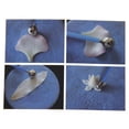 thumbnail image 2 of 4 Unid Cortador de Modelado de Bola Soledad Taza Fondant Cake Flower Color Azul, 2 of 10