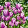 thumbnail image 2 of Purple Elegance Bouquet Tulips 5 Bulbs - 12/+ cm Bulbs, 2 of 4