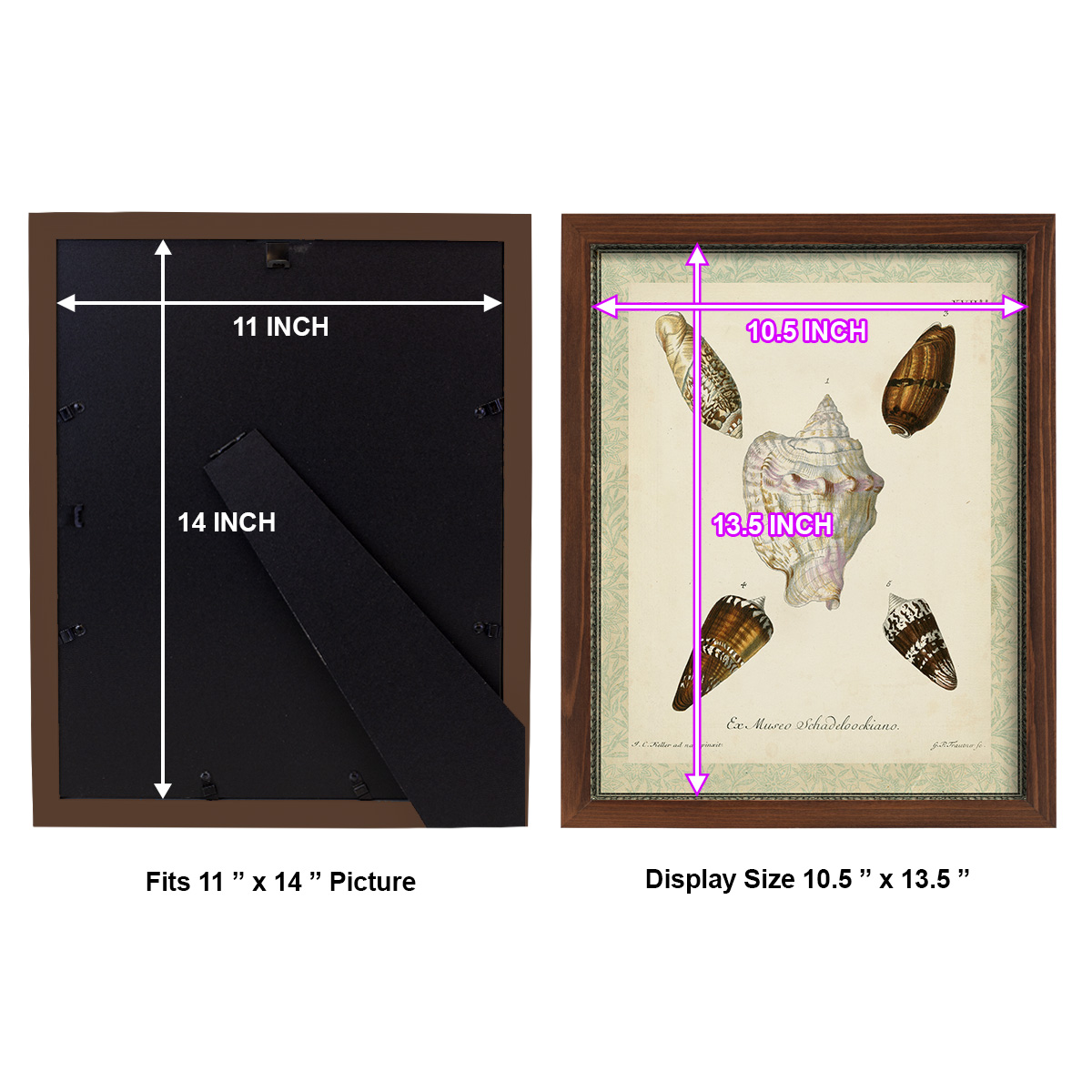 Bookplate Shells IV - Framed Print w/glass - Chestnut