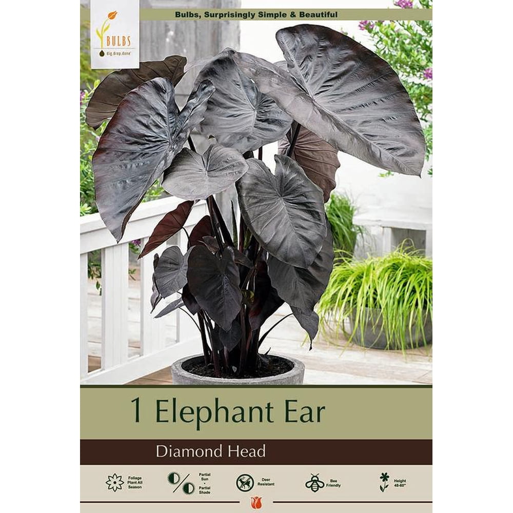 Diamond Head Elephant Ear 1 Bulb 9/11cm Alocasia Blue/Black Leaves