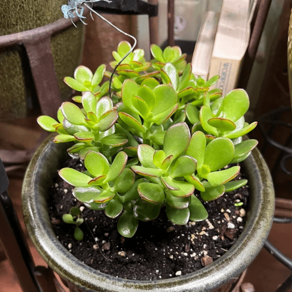 Crassula Ovata, Jade Plant, Live Succulent, House Plant in 4'' pot