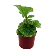 Charm Begonia Plant -2.5" Pot- Terrarium/Fairy Garden/HousePlant