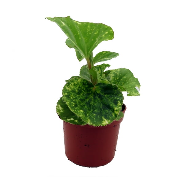 Charm Begonia Plant -2.5" Pot- Terrarium/Fairy Garden/HousePlant