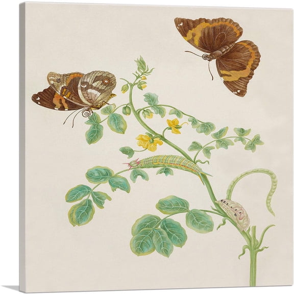 ARTCANVAS Coffee Senna With Split-Banded Owlet Butterfly 1702 Canvas Art Print by Maria Sibylla Merian - Size: 26" x 26" (1.50" Deep)