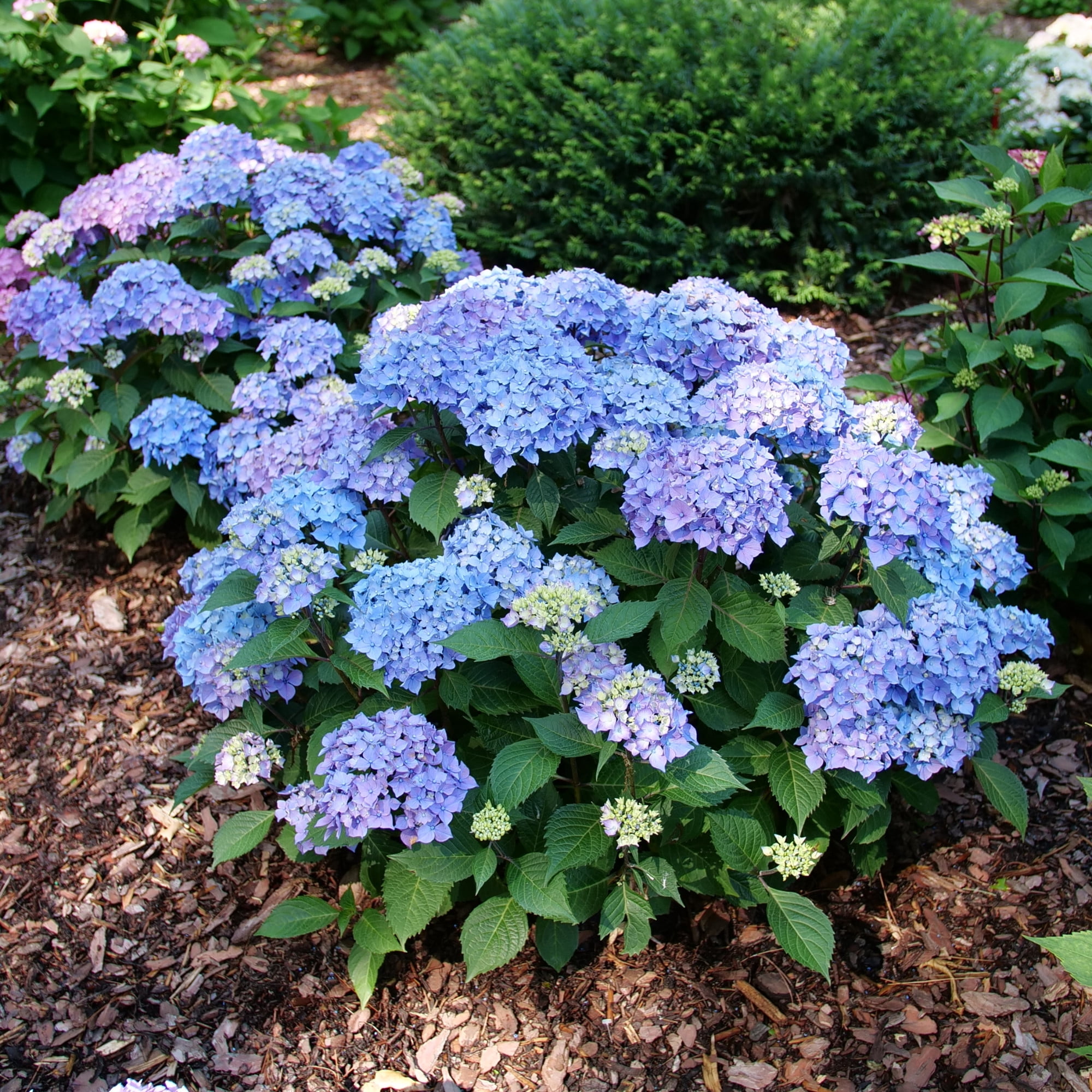 Proven Winners ColorChoice 6" Multicolor Let's Dance Lovable Bigleaf Hydrangea Live Plant in 7.5" Pot