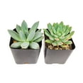 thumbnail image 2 of Echeveria Succulent Pack, Beautiful Rosette Succulents - 10 Succulents, 2 of 6