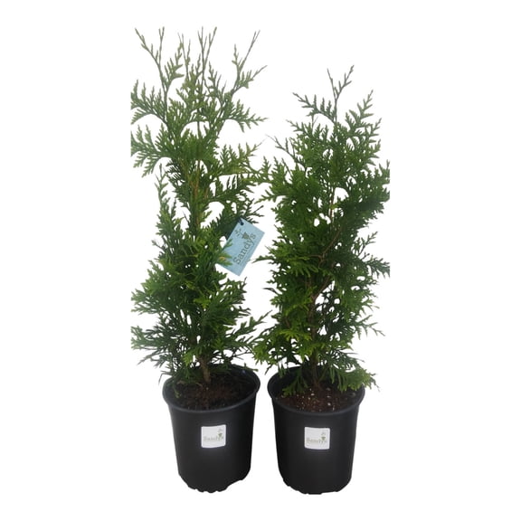 Thuja Green Giant Arborvitae, Gallon Pot, Lot of 4