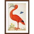 thumbnail image 2 of Art.com Curlew Catesby (or Scarlet Ibis) Art Print by Maria Sibylla Merian, Brown Frame Wall Art, 17" x 23", 2 of 5
