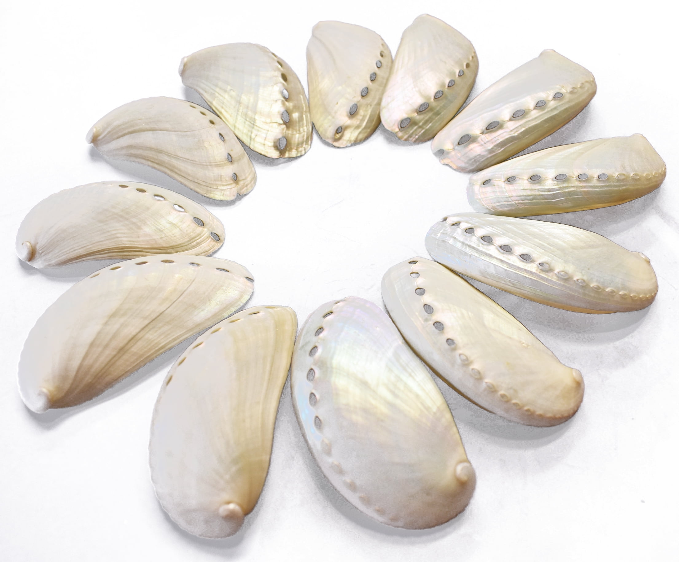 12 Extra Large Pearl Abalone Shells 3" and up Beach Wedding Seashells