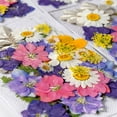 thumbnail image 3 of Toystoory Flor seca natural Artística Flores prensadas Belleza Joyas Decoraciones Postales decorativas Regalos para invitaciones de boda de resina Type3 NO3 Toystoory HA010799-03, 3 of 6