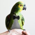 thumbnail image 2 of GOOHOCHY Disfraz de pájaro volador, pañal reutilizable para loros, ropa para loros, pañal para pájaros voladores, 2 of 7