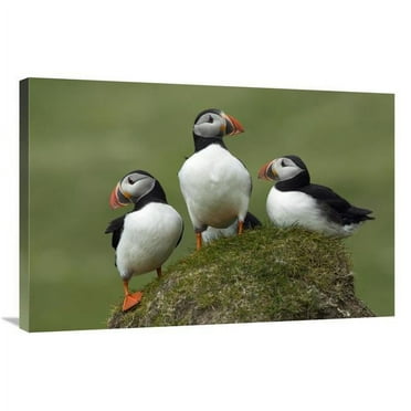 24 x 36 in. Atlantic Puffin Group, Faroe Islands Art Print - Rinie Van Meurs