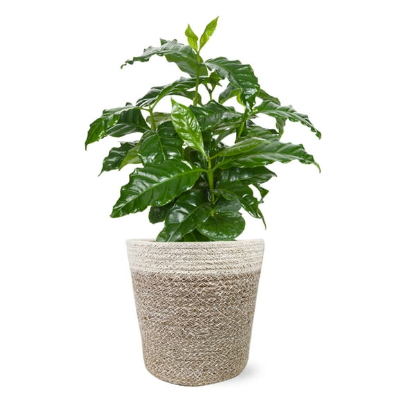 Wild Interiors 12-15" Coffee Live Plant in 5" Cream Jute Pot, House Plant