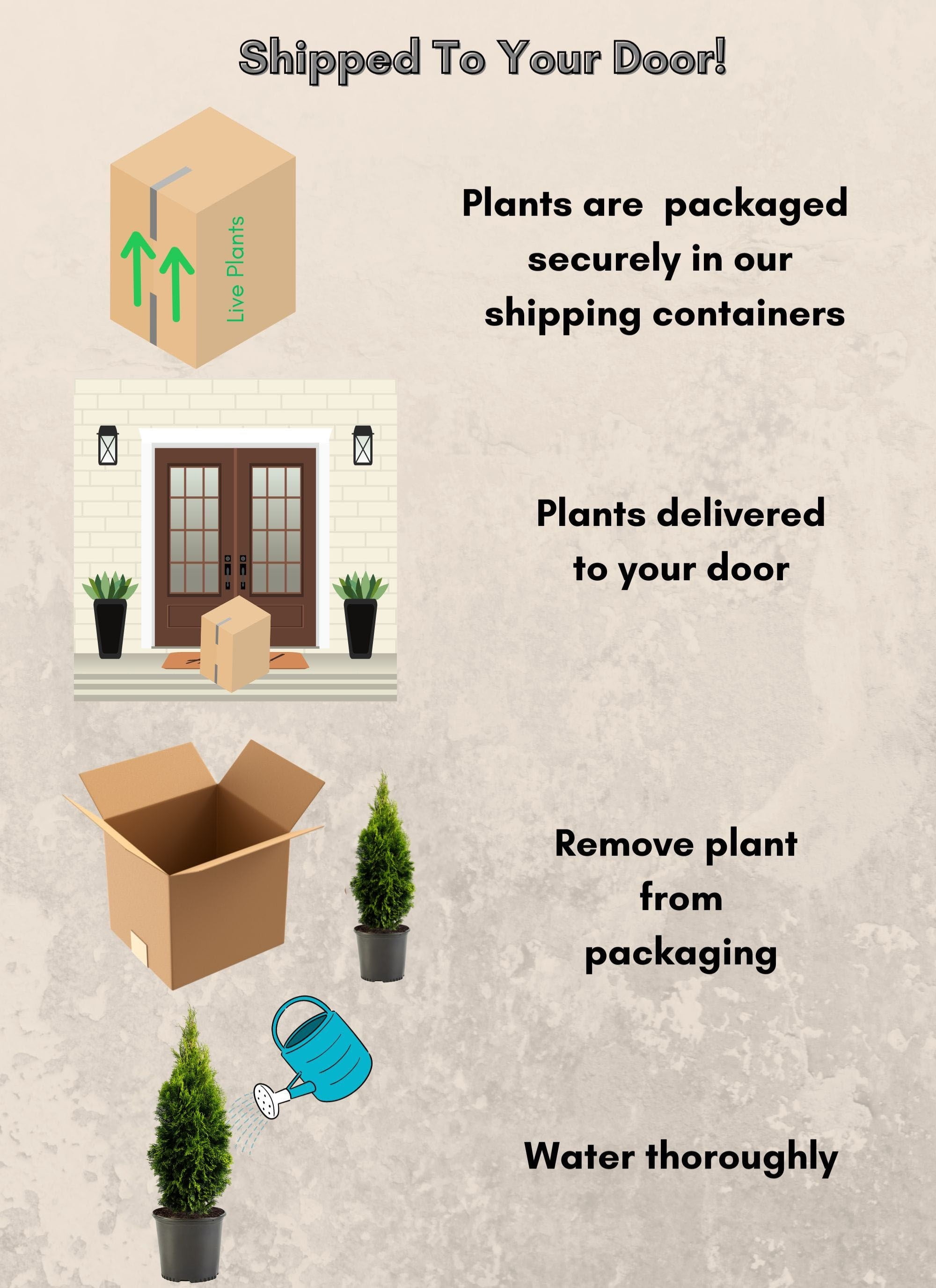 Expert Gardener 2.5 Quart Emerald Green Arborvitae Live Shrub
