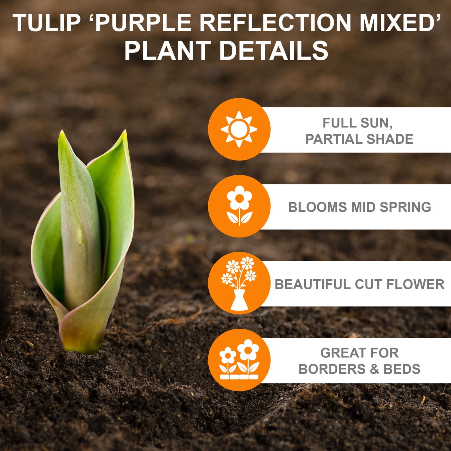 Garden State Bulb Purple Reflection Mixed Triumph Tulip Flower Bulbs, 11/12cm (Bag of 25)