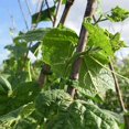 thumbnail image 5 of 400 Piezas Pinzas de Soporte de Plantas de Jardín, Pinzas de Tomate, Pinzas de Enrejado, para Vid de Calabaza de Flor de Pepino, Diámetro Interior de 1 Pulgada, 5 of 5