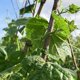 thumbnail image 5 of 400 Piezas Pinzas de Soporte de Plantas de Jardín, Pinzas de Tomate, Pinzas de Enrejado, para Vid de Calabaza de Flor de Pepino, Diámetro Interior de 1 Pulgada, 5 of 5