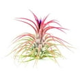 thumbnail image 3 of Ensemble de Plantes Aériennes de Luxe (Assorties), 3 of 10
