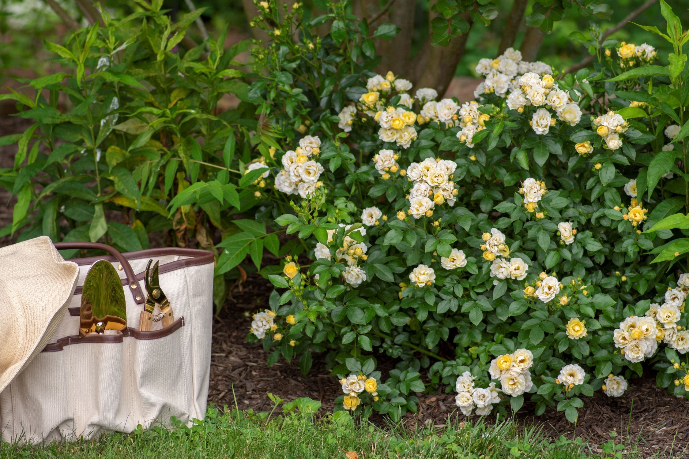 Popcorn Drift Rose (1 Gallon) Low-growing Yellow-White Blooming Groundcover Shrub - Full Sun Live Outdoor Plant