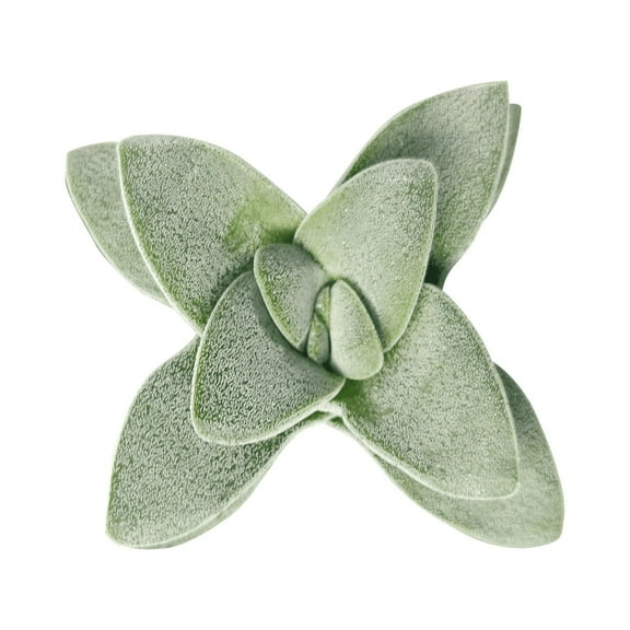 Crassula Morgan hybrid w. Silver Spring Time Succulent (2" Plastic Pot) - Tiny, Lovely, Easy to Care Succulent for Beginners - Live Healthy Succulent for Home Office