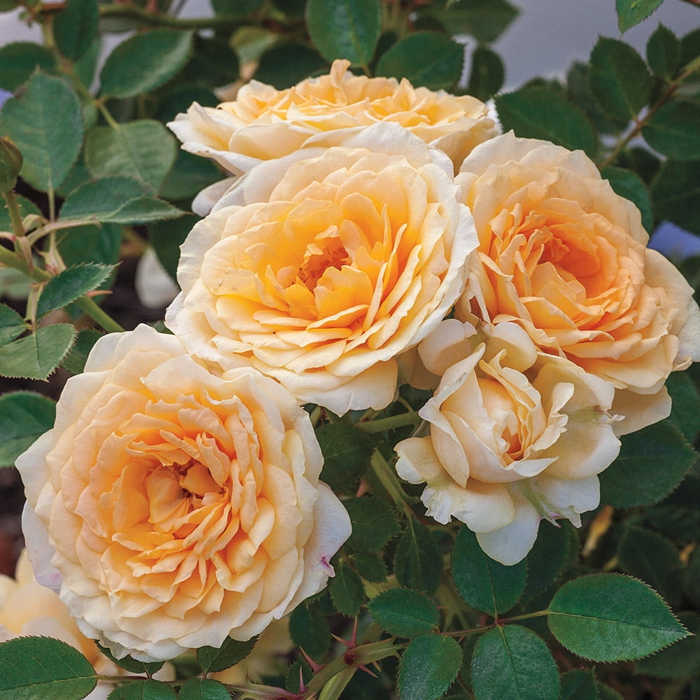 Live Heirloom Roses Edith's Darling Shrub Rose Plant Fragrant Rose
