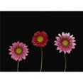 thumbnail image 1 of Posterazzi DPI1792906LARGE Affiche Colorée par Deddeda, 32 x 24 - Grand, 1 of 1