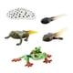 thumbnail image 5 of Figuras de animales de ciclo Montessori Hugo Juguete de aprendizaje de ranas modelo A, 5 of 10