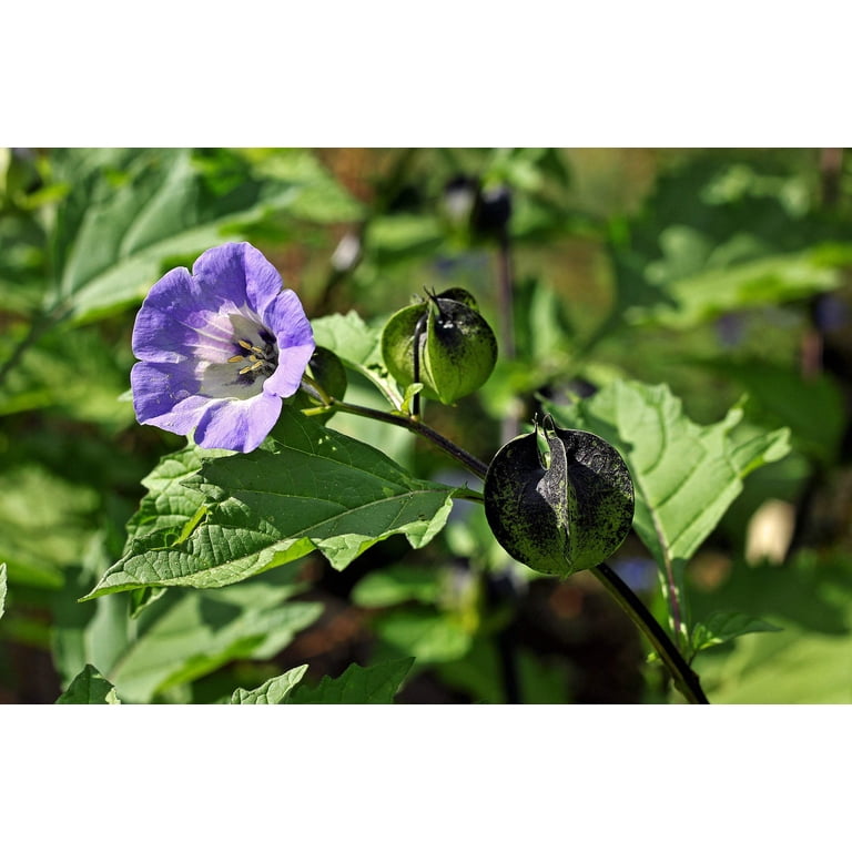 dancing plant Buy Big Bluestem at your local garden center! – American Beauties Native  Plants main image 1
