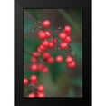 thumbnail image 2 of Berzel, Erin 11x14 Black Modern Framed Museum Art Print Titled - Red Berries II, 2 of 5