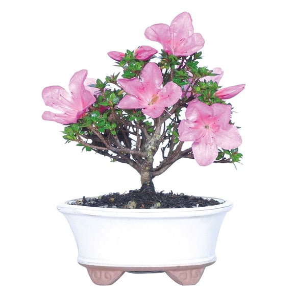 From You Flowers - Kazan Azalea Bonsai Plant for Birthday, Anniversary, Get Well, Congratulations, Thank You, All Occasions