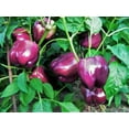 thumbnail image 4 of TomorrowSeeds - Purple Beauty Bell Pepper Seeds - 300+ Count - For 2026 Planting Majestic Violet, 4 of 11