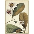 thumbnail image 2 of Vision Studio 11x14 Gold Ornate Wood Framed with Double Matting Museum Art Print Titled - Ivory Botanical Study III, 2 of 4