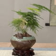 thumbnail image 3 of Pedestal de madera perfecl Soporte de exhibición chino circular decoración de mesa de acuario 25cm, 3 of 8