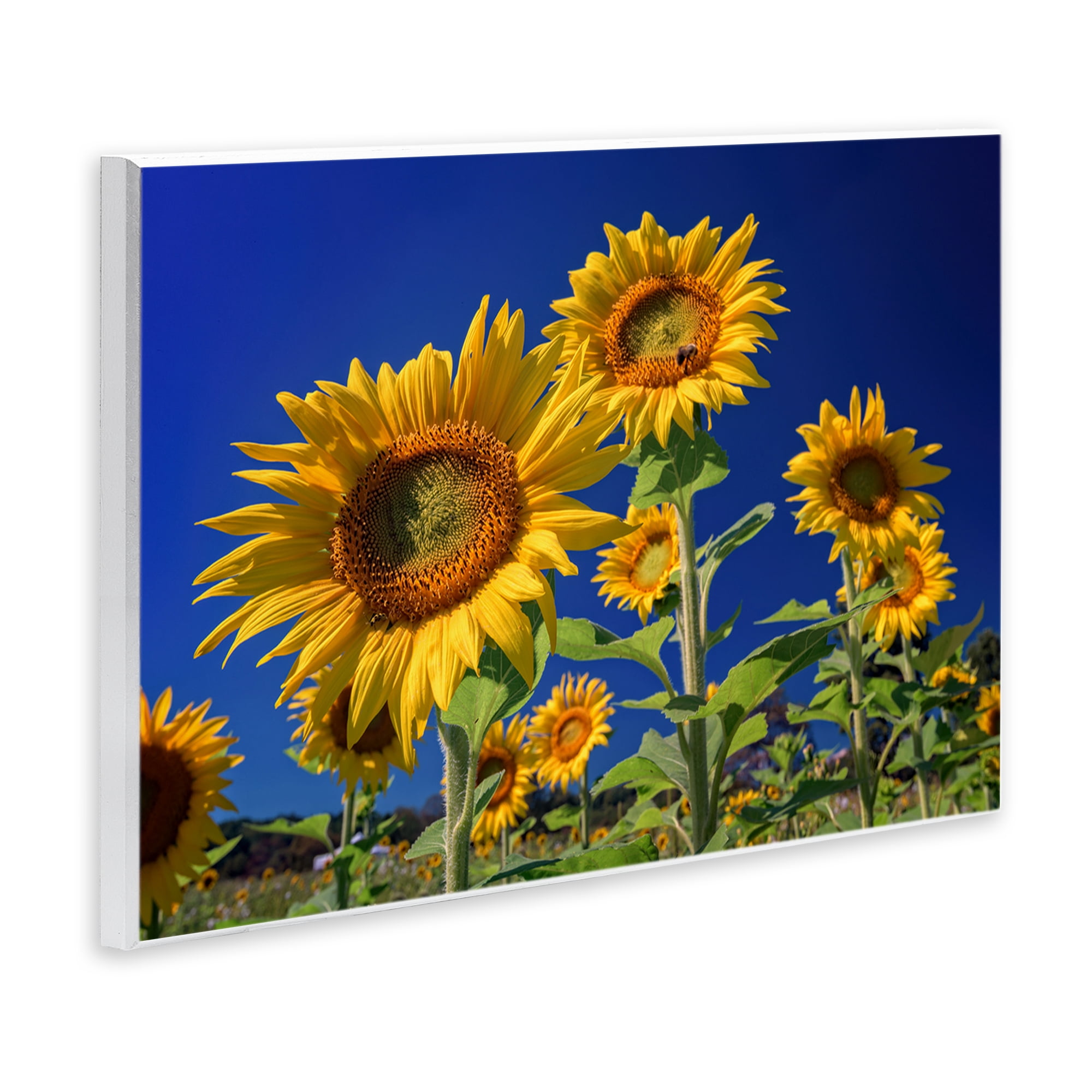 Stupell Industries Bright Sunflowers with Blue Sky Plants & Flowers Photography Unframed Art Print Wall Art, 19 x 13